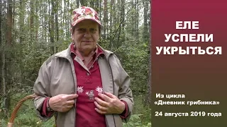 Еле успели укрыться! Дневник грибника 24 августа 2019 года.