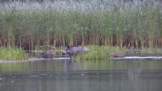 Hirschbrunft mit Wolf und Co. - Wildes Sachsen