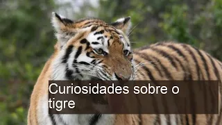 15 Curiosidades sobre o TIGRE que você ainda não sabia!