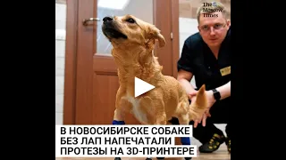 В Новосибирске собаке без лап напечатали протезы на 3D принтере