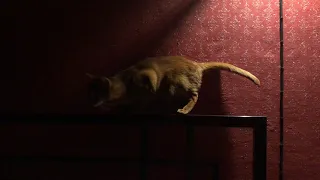 Абиссинская кошка играется с хвостом смотреть до конца!