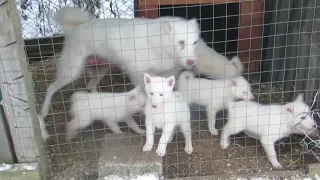 Утром приехали за щенками/На осмотр