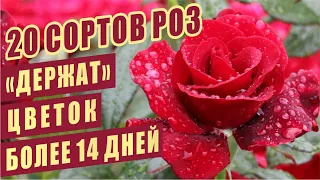 "ДЕРЖАТ" ЦВЕТОК БОЛЕЕ 14 ДНЕЙ. 20 сортов роз. HOLDS THE FLOWER MORE THAN 14 DAYS. 20 roses varieties