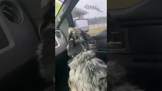 Dog Crying Because Owner Has Baby Cow In Backseat