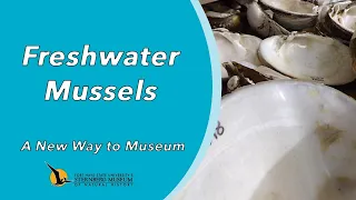 Freshwater Mussels | A New Way to Museum