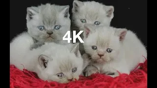 Kittens Development 100 Days - British Shorthair 126 MINS - 4K