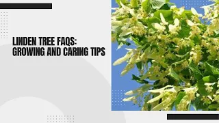 Linden Tree FAQs Growing and Caring Tips