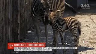 Новонароджене зебреня тішить відвідувачів Одеського зоопарку