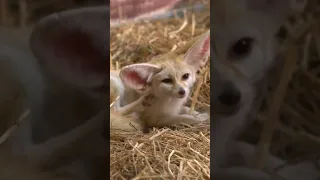 Meet the Fennec Fox - The Most Adorable Animal in the World#shorts