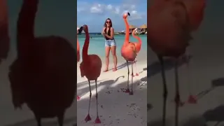 Sweet flamingos dancing🦩🦩💗 (cute and funny animals)#shorts