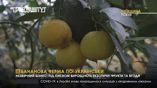 Бананова ферма по українськи