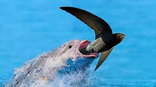 This Fish Eats Birds