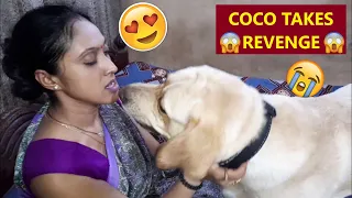 COCO GONE CRAZY ! COCO WATCHES, AS MUM CUDDLES OTHER DOGGOS  COCO GETS JEALOUS | WATCH TILL THE END🤣