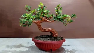 How to make an artificial Bonsai tree
