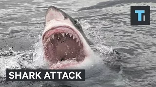 How To Lower Your Chances Of Being Attacked By A Shark