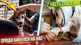 2 часть спасения Щенка с рваной раной на шее. Была высокая температура ночью после операции.