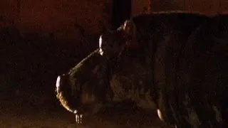 Hippo Goes Loose After a Walk in the Park