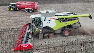 CLAAS LEXION 8800TT bei der Sonnenblumen Ernte / Abfahrer JOHN DEERE 6155R / Dehr Agrarservice / 4K