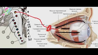 Как выучить черепные нервы?  Часть 2.