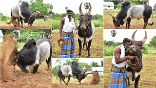 Big KANGAYAM BULL / தோரணையில் மிரட்டும் மூர்த்தி அண்ணாவின் மயிலை காளை