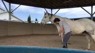 Equine Massage - Releasing tension in the withers junction  - quarter horse (Justice)