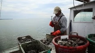 Chesapeake: Can Oysters Save the Bay?