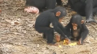 Chimps Refuse To Die After Being Abandoned On Island