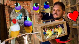 Gouldian finch successful breeding method tips Attercliffe, Beautiful, Colourful, Hsn Entertainment