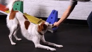 Teach Your Dog to Take a Bow, Part 1 | Dog Tricks