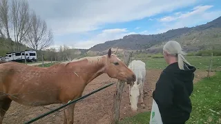 Feeding the Horses, Glendale, UT. 5/13/24