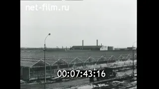1970г. совхоз Ленинградский Ленинградская обл