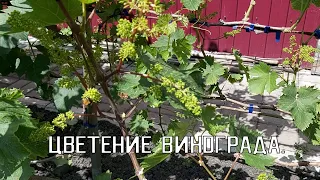 Цветение винограда | Помогите винограду опылиться