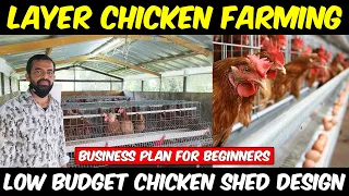 Low Budget Chicken Shed Design | Layer Chicken Farming | Egg Farming Business Plan for Beginners