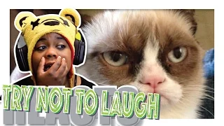 Try Not To Laugh | Animals Are Idiots | AyChristene Reacts