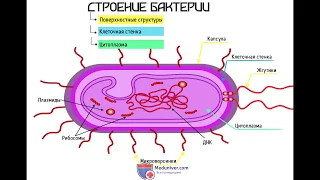 Строение бактериальной клетки (анатомия бактерии) - meduniver.com