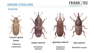 Grain cooling webinar 1280 x 720