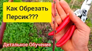 Обучение Обрезки Персика