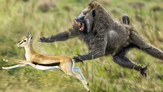 Эти обезьяны Охотятся даже на Копытных! Павианы – Агрессивные бандиты Африки!