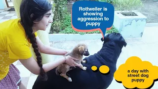 Rottweilerplayingwith puppy |best trained dog|| street dog Puppy.