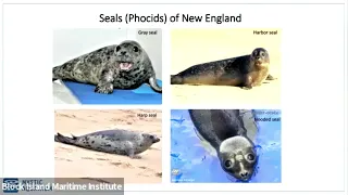 Tuesday Talk: SOUTHERN NEW ENGLAND SEALS AND MARINE MAMMAL RESCUE by Sarah Callan