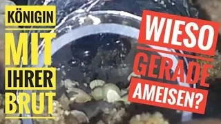 Ameisenhaltung Messor Barbarus | Die Deutsche Am Nil