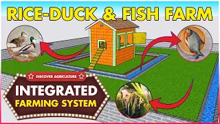 Integrated Rice, Fish and Duck Farming System | Integrated Sustainable Organic Farm Design