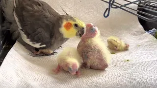 Daddy cockatiel is feeding his babies.