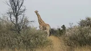 Hunting giraffe in South Africa