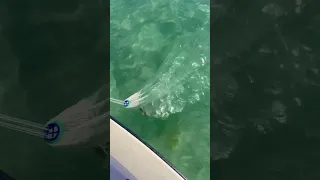 Cast netting hundreds of bait fish