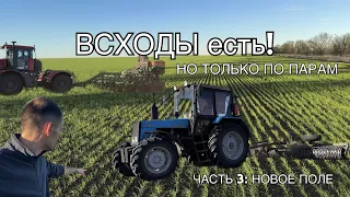 Посевная 2023. Озимая пшеница на новом поле, сорт Надор. Всходы пока только по парам