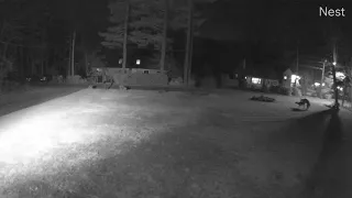 2 deer mating in Woodstock Ct, Caught on Nest Cam