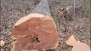 Cutting a beautiful Black Oak tree and watching it crash back down to earth.