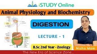 Digestion | lect-1 | Animal Physiology and Biochemistry | Zoology | B.Sc 2nd Year | iSTUDY Online