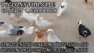 PIGEONS FOR 🕊️🕊️/CHICKS AND BREEDING PAIR FOR SALE/STARTING FROM 500 TO 1000/Dhiva's kitchen